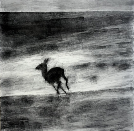 Doe on a Beach, Willow Charcoal on Canvas, 36” x 36”