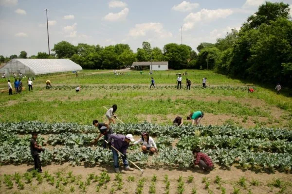 Indy Urban Acres