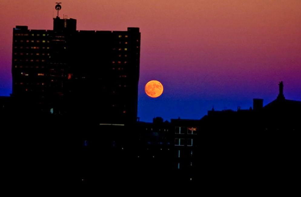 The Local, by Jack Wickes