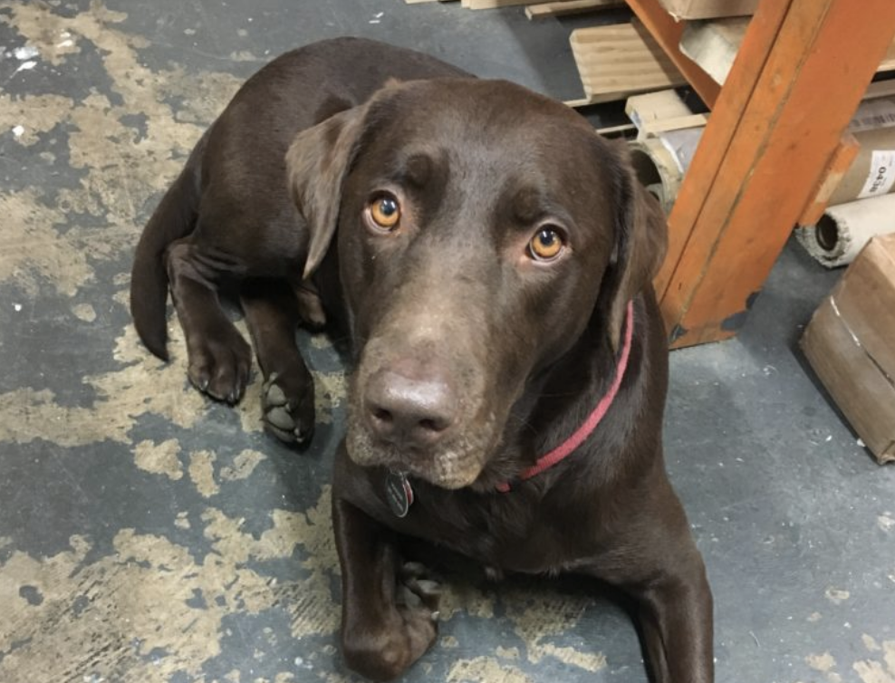 Wyeth & Watson-Studio Dogs