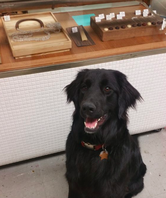 Studio Dogs of the Harrison Center