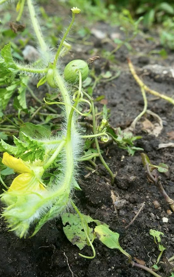 Screen Shot 2017-03-28 at 2.39.06 PM