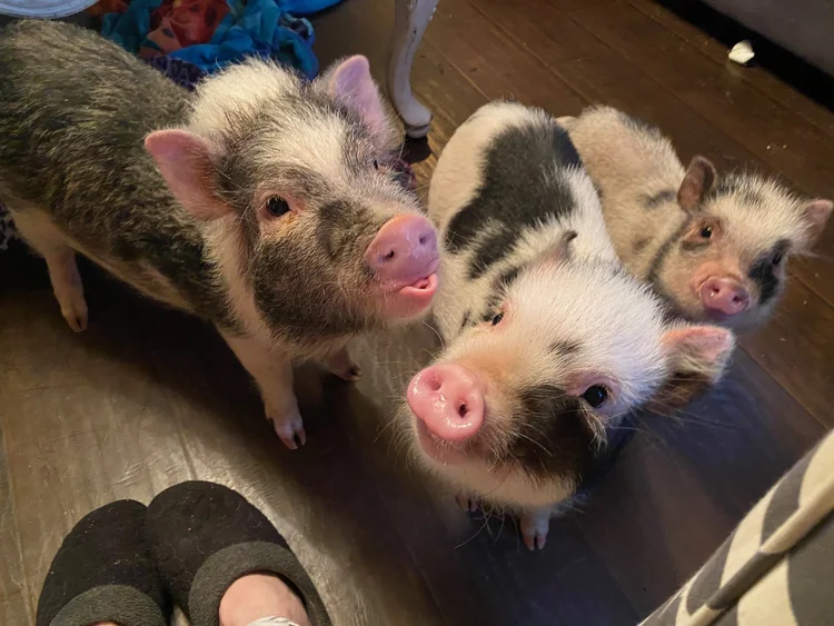 Mini Live Pigs Charming Mini Pigs