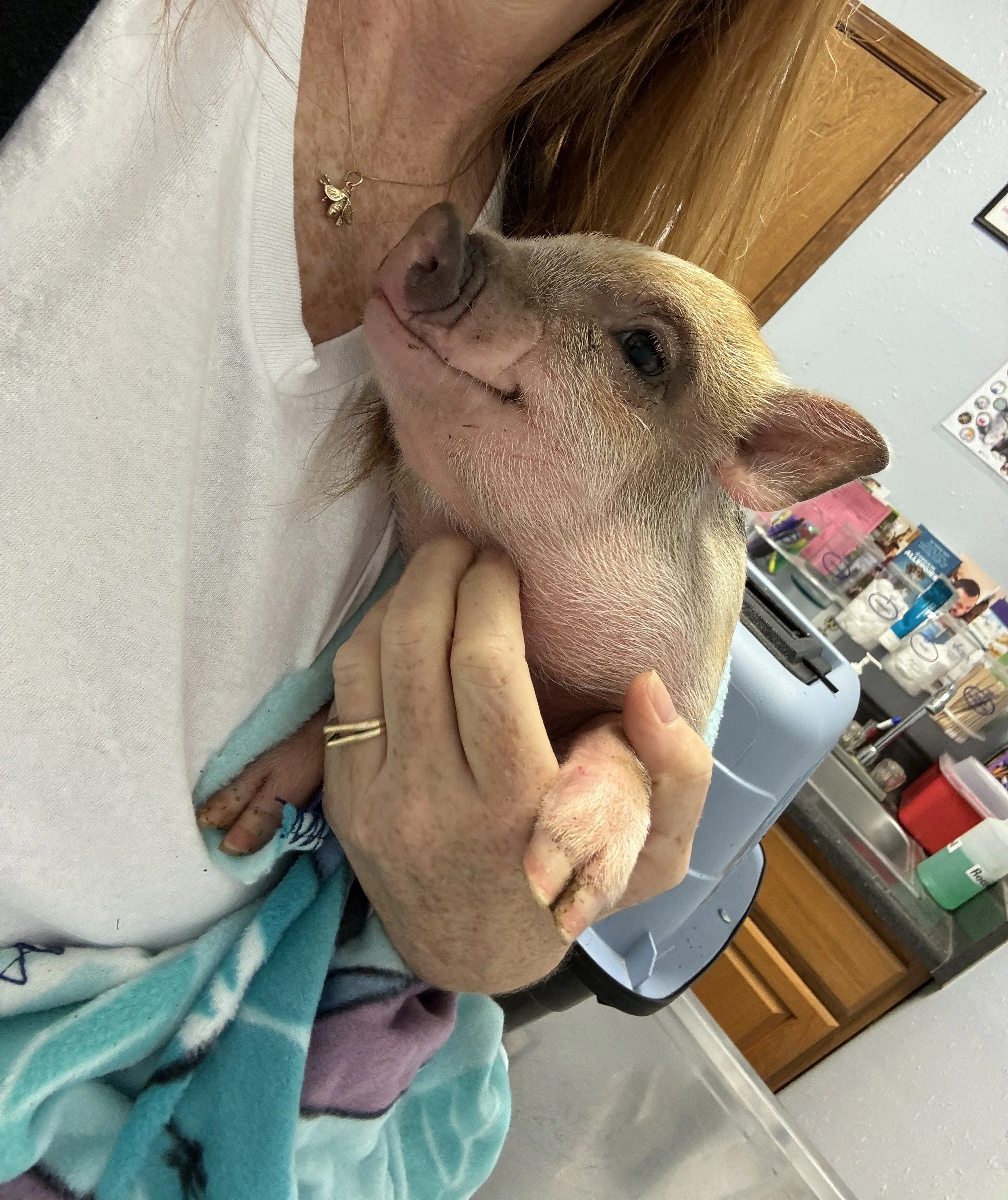 Person holding a small pig wrapped in a blue blanket