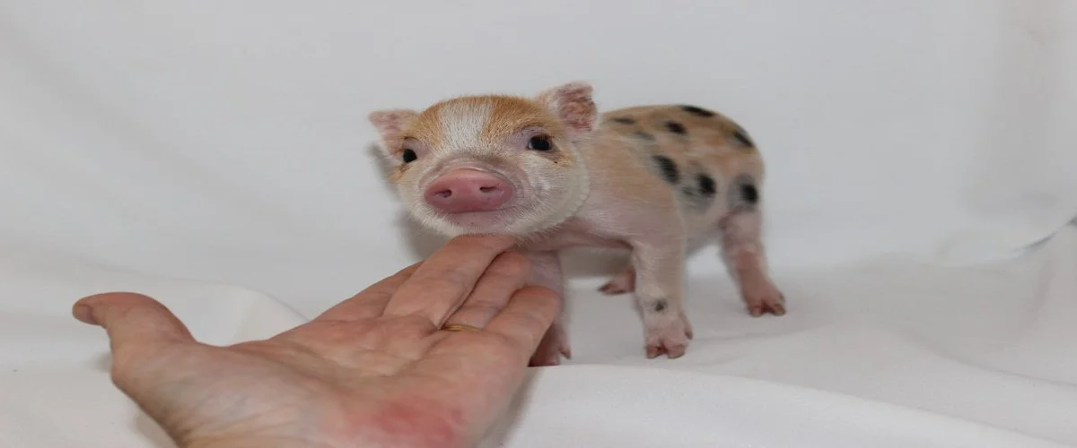 Gallery 3 — Charming Mini Pigs