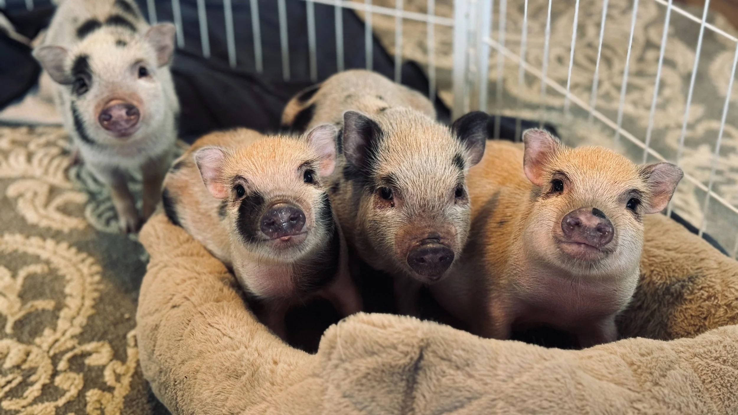 February Pigs General 2 — Charming Mini Pigs