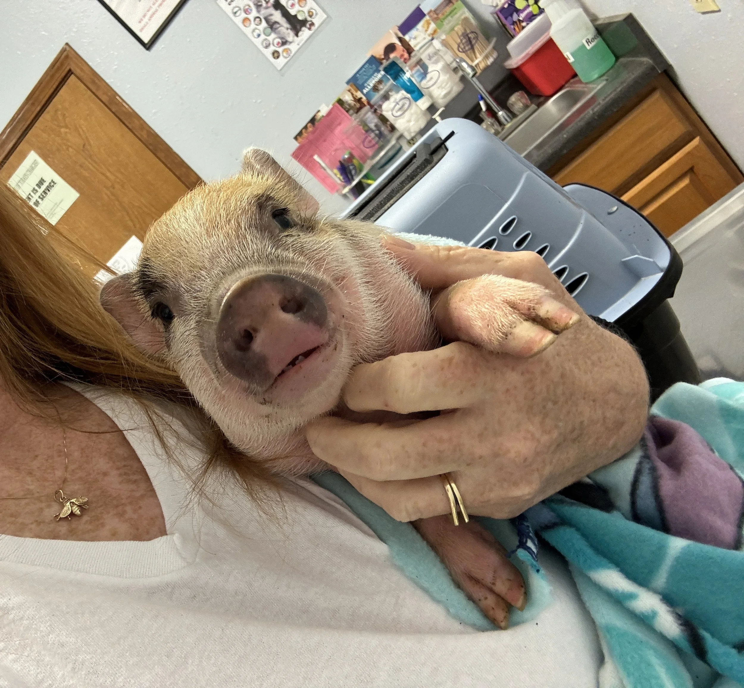 A person holding a small piglet in their arms, indoors, with a carrier and various items in the background.