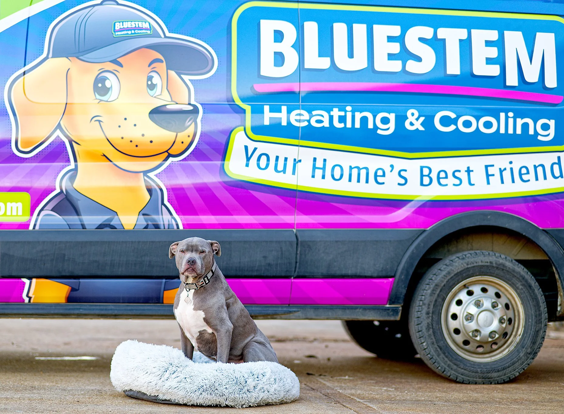 A gray and white dog sitting on a fluffy white mat in front of a colorful Bluestem Heating and Cooling service van with a cartoon dog mascot on the side.