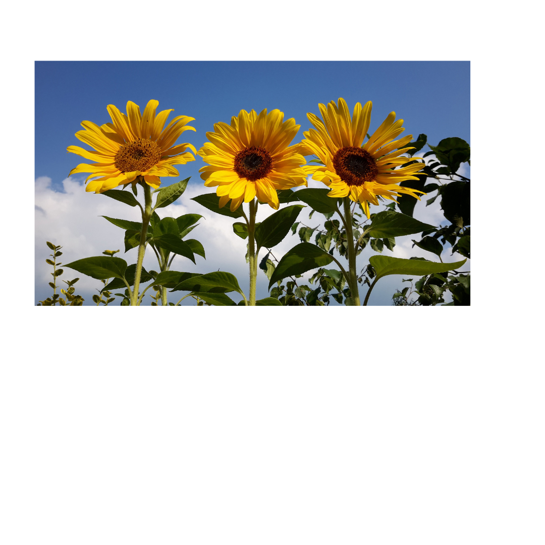 The Damages Trilogy: Three Landmark Cases Every Life Care Planner Should Know