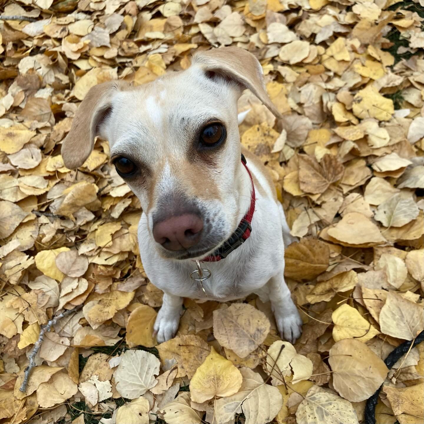 One of the most important questions I got at the doors yesterday was &ldquo;what kind of dog is Popcorn? &mdash; this is a test, and there is a wrong answer&hellip;&rdquo;

Popcorn is mostly Rat Terrier, though she&rsquo;s a bit of a rescue mutt. She