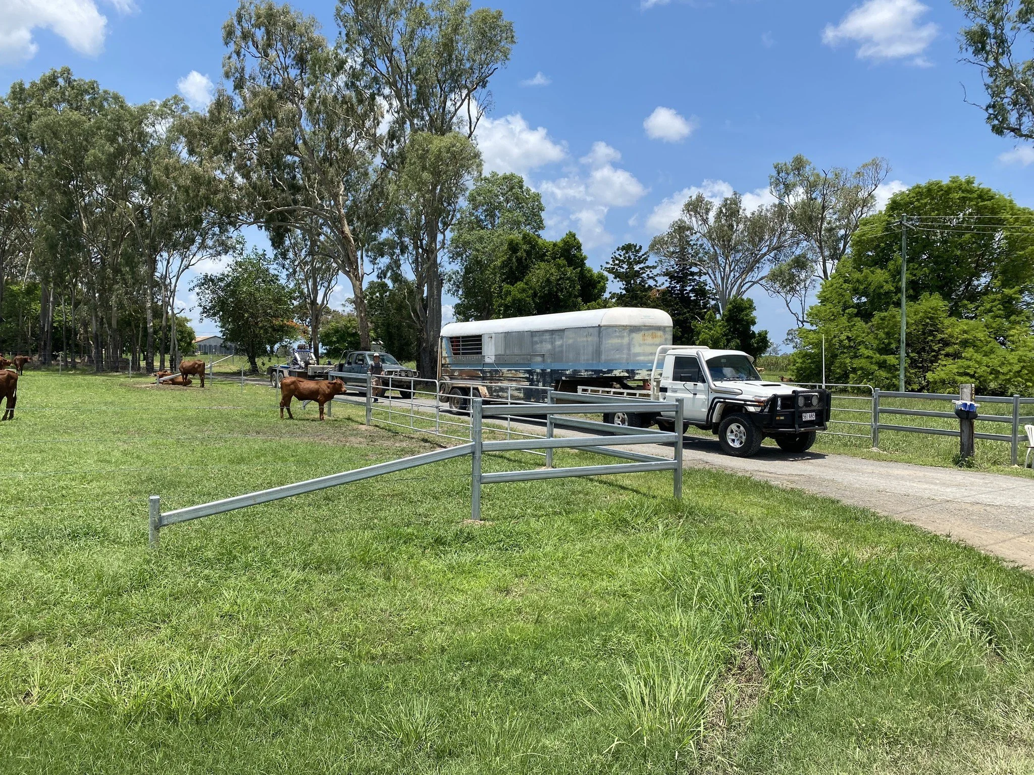 Pasture with grazing cows, a pickup truck with a trailer, and trees under a blue sky with clouds.