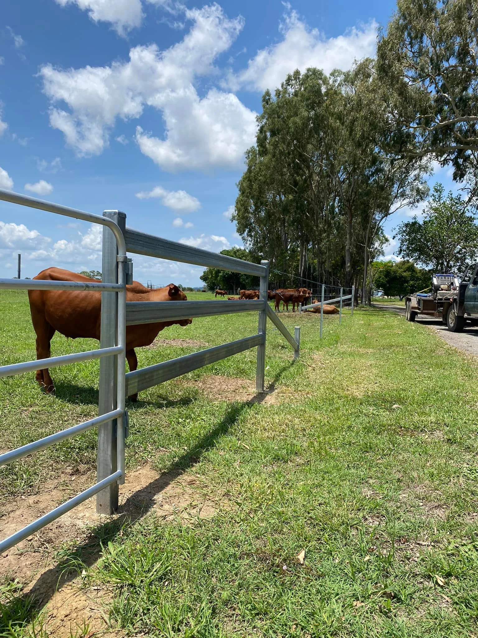 A pasture with brown cows standing and lying on the grass, a metal fence running along the left side, a dirt road with parked trucks, tall trees, and a partly cloudy blue sky.