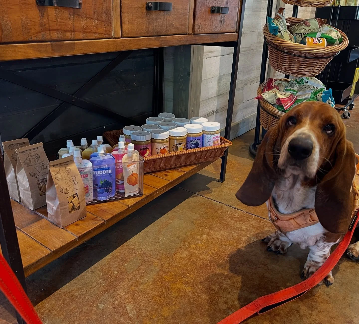 Doggy store is officially open! 🐶✨ @barkbistrocompany peanut butters are Tony-approved!
.
.
.
#DogFriendlyCoffeeShop #CoffeeAndDogs #DoggyTreats #DogsofInstagram #CoffeeShopVibes #BarkBistro #PupSnacks #DogMomLife #DogDadLife #PetFriendlyPlaces #Cof