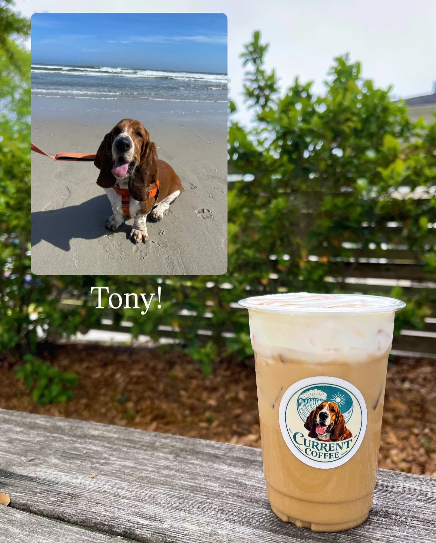If you&rsquo;ve been to Current enough, you&rsquo;ve probably seen Tony&hellip; or at least heard him bark haha. We decided to do a limited edition sticker inspired by his first time at the beach 🐶🌊 Come grab a coffee this weekend! ☕️ #currentcoffe