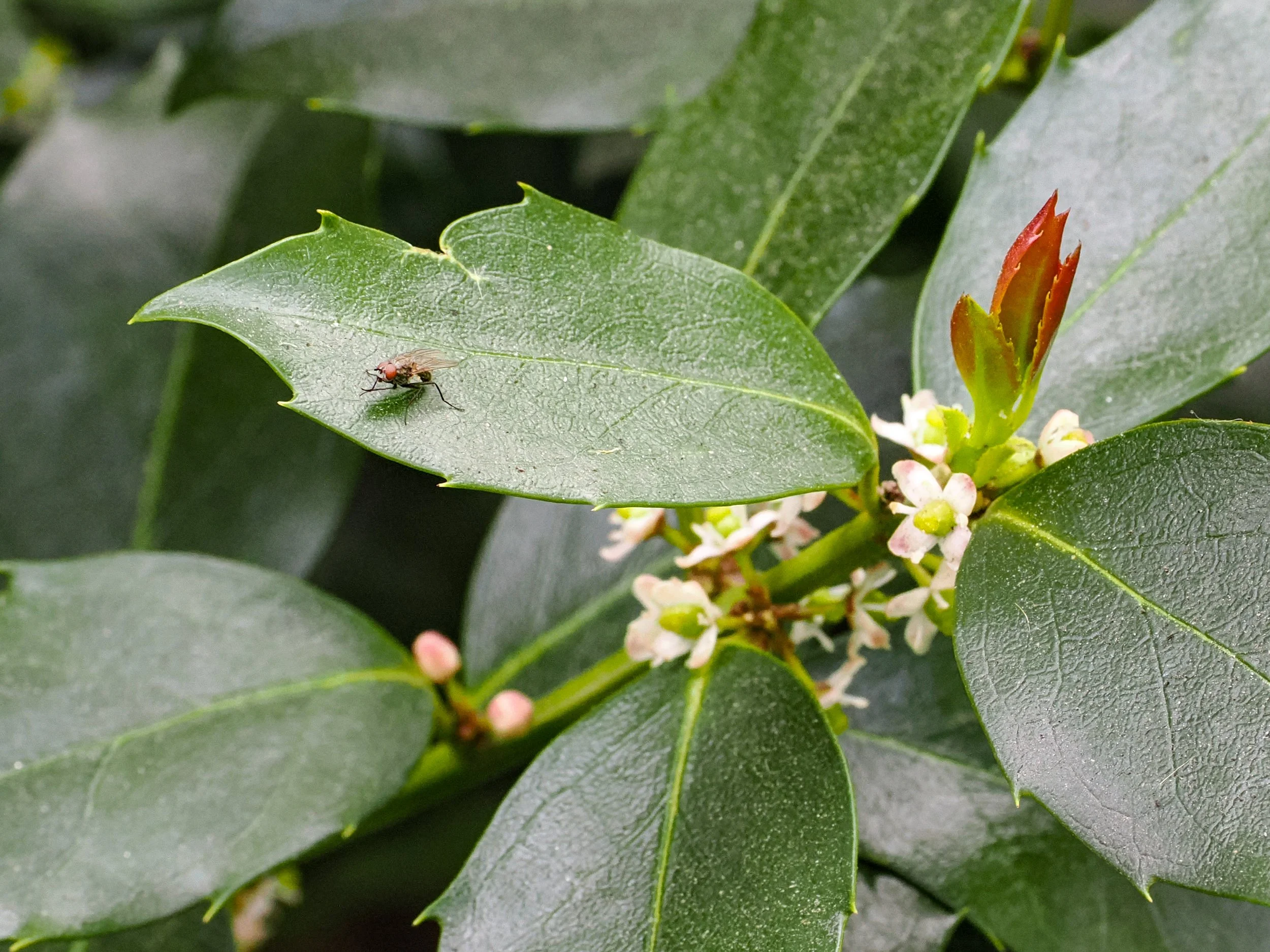  Fly on English holly (Ilex aquifolium)