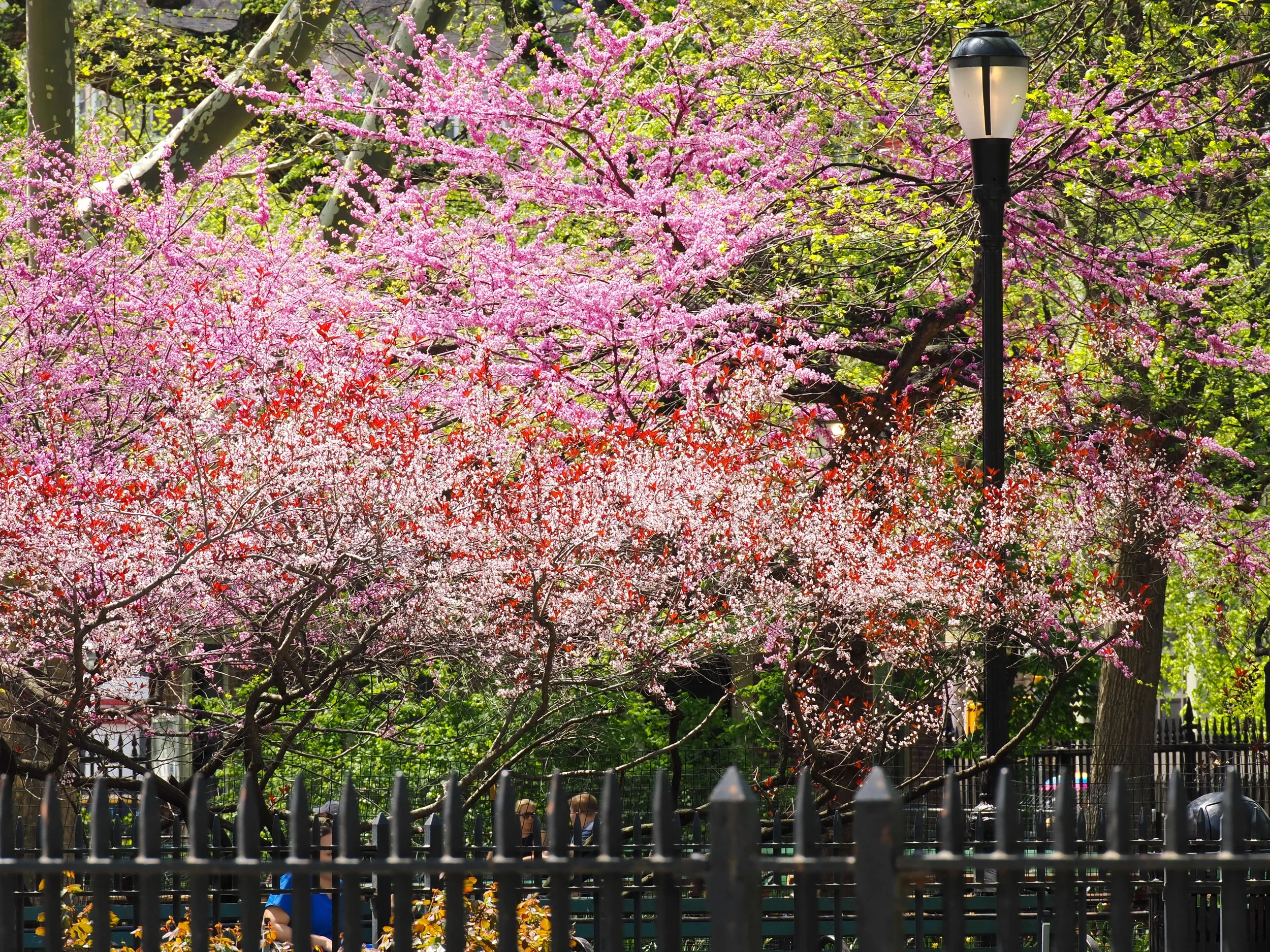 Eastern Redbud tree (Cercis canadensis)