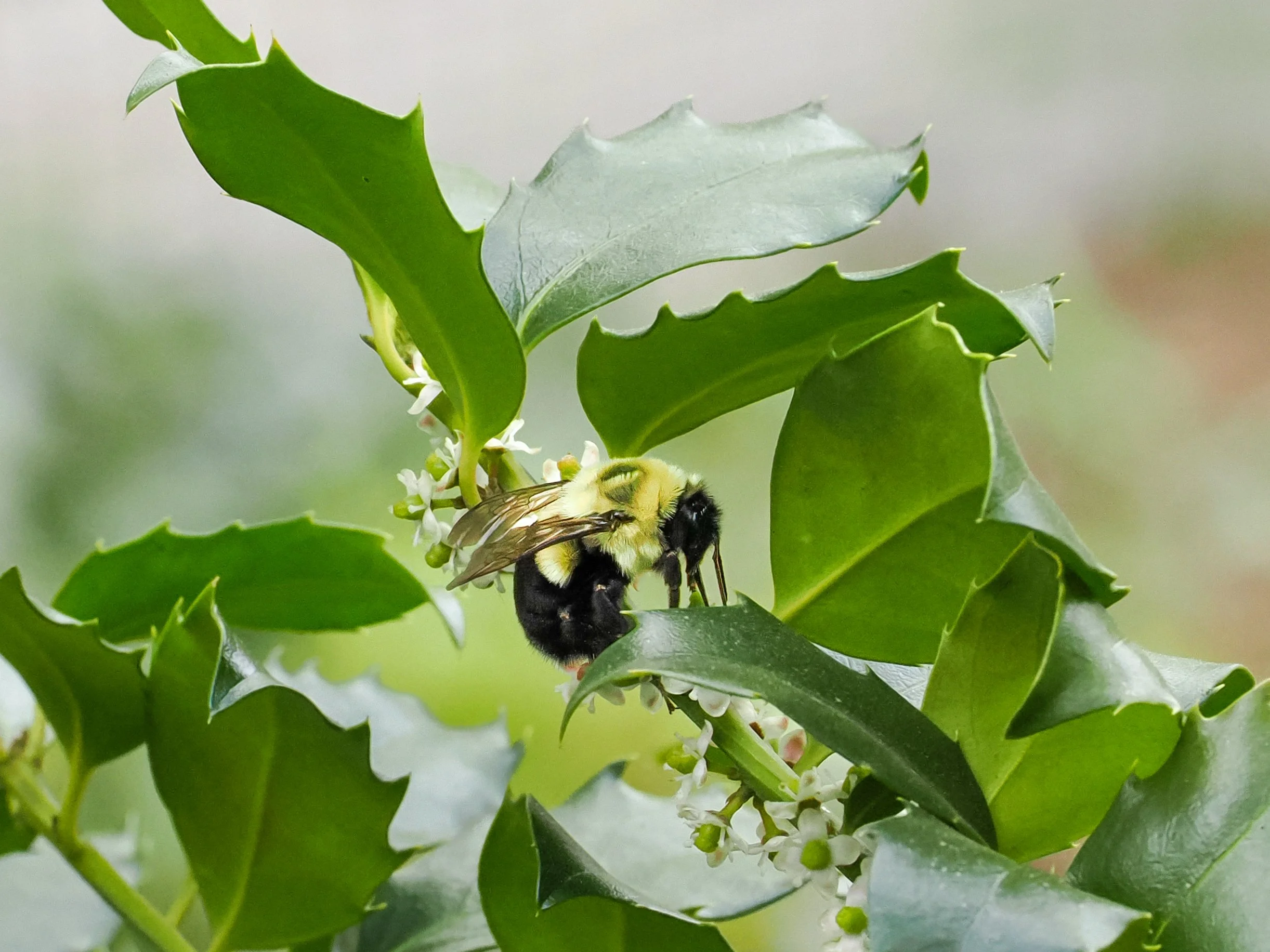 Common Eastern Bumble Bee (Bombus impatiens) on English holly (Ilex aquifolium)