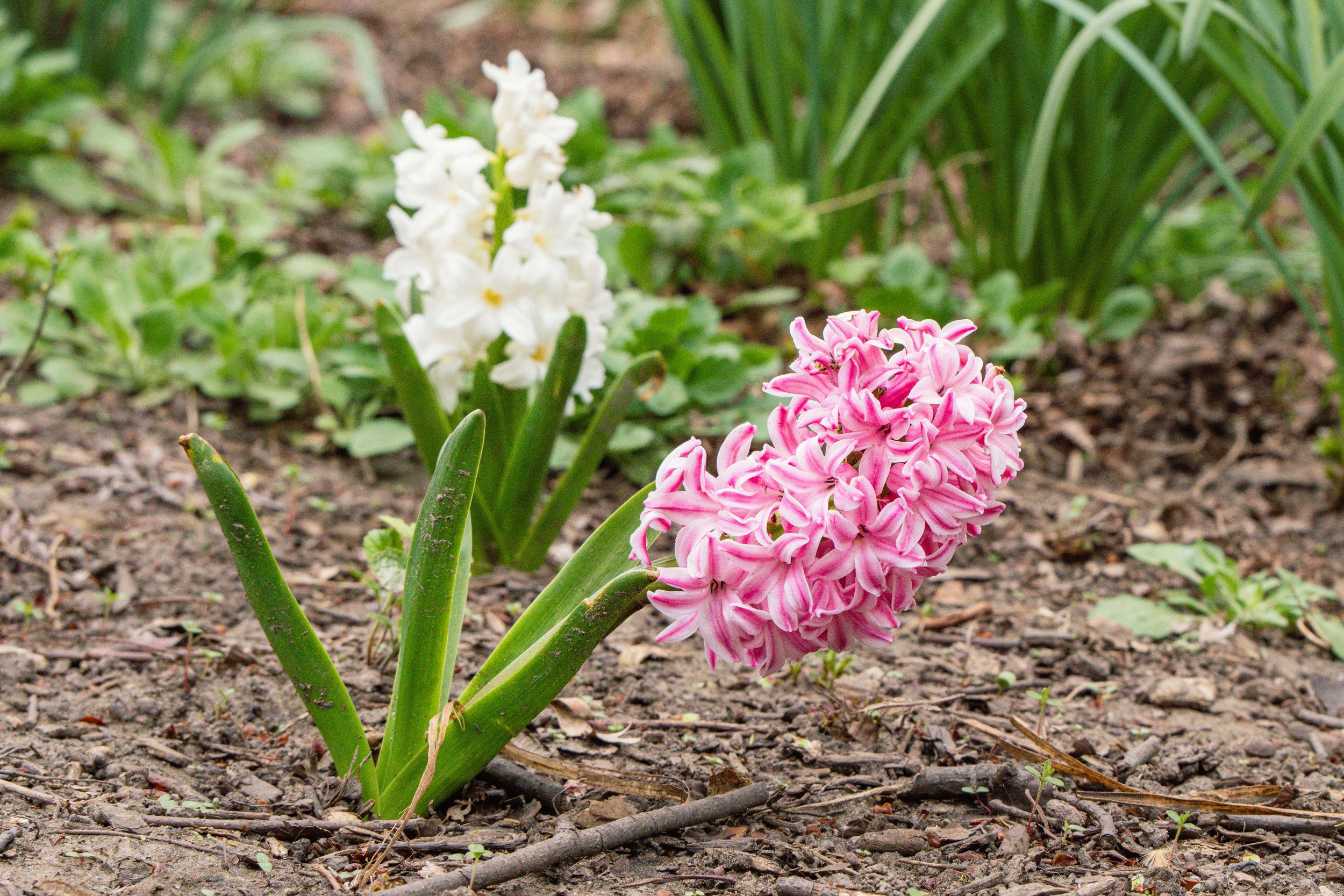 SPNA 2026-04-01 - 08.jpg