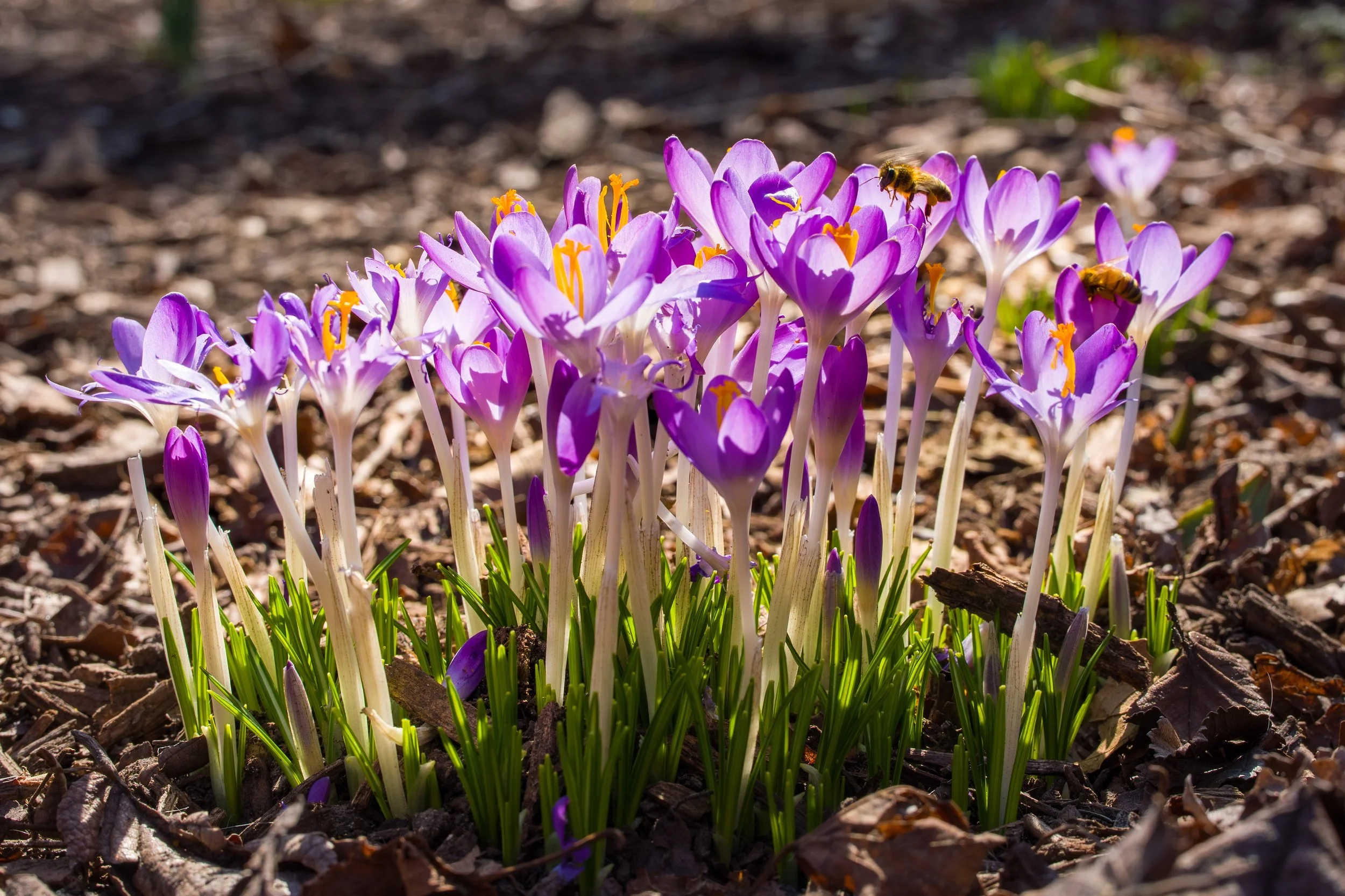 Spring Is in the Air