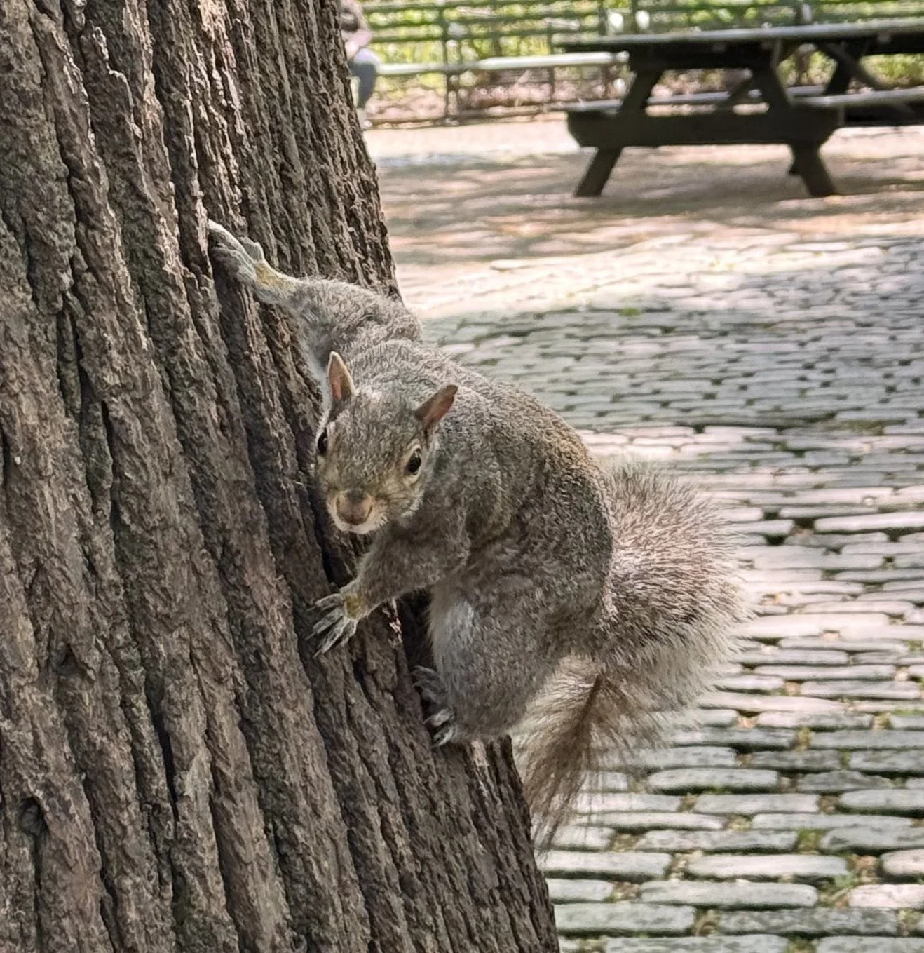 IMG_1567_20260427_Squirrel_on_Tree_by_Sasha_Nagy.jpg