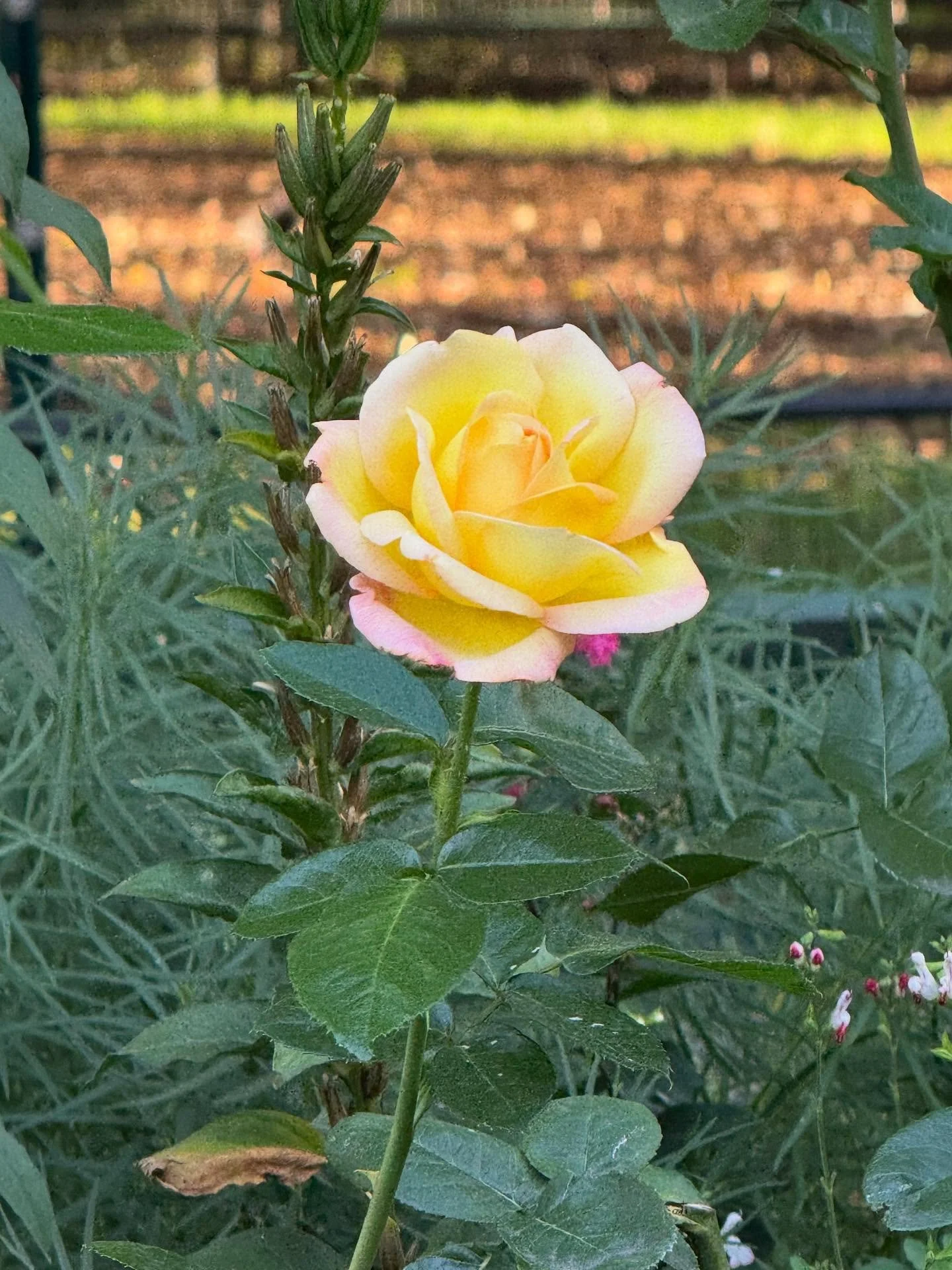 Quick walk in the park&hellip;still blooming 
🌸🌺🌻🌼