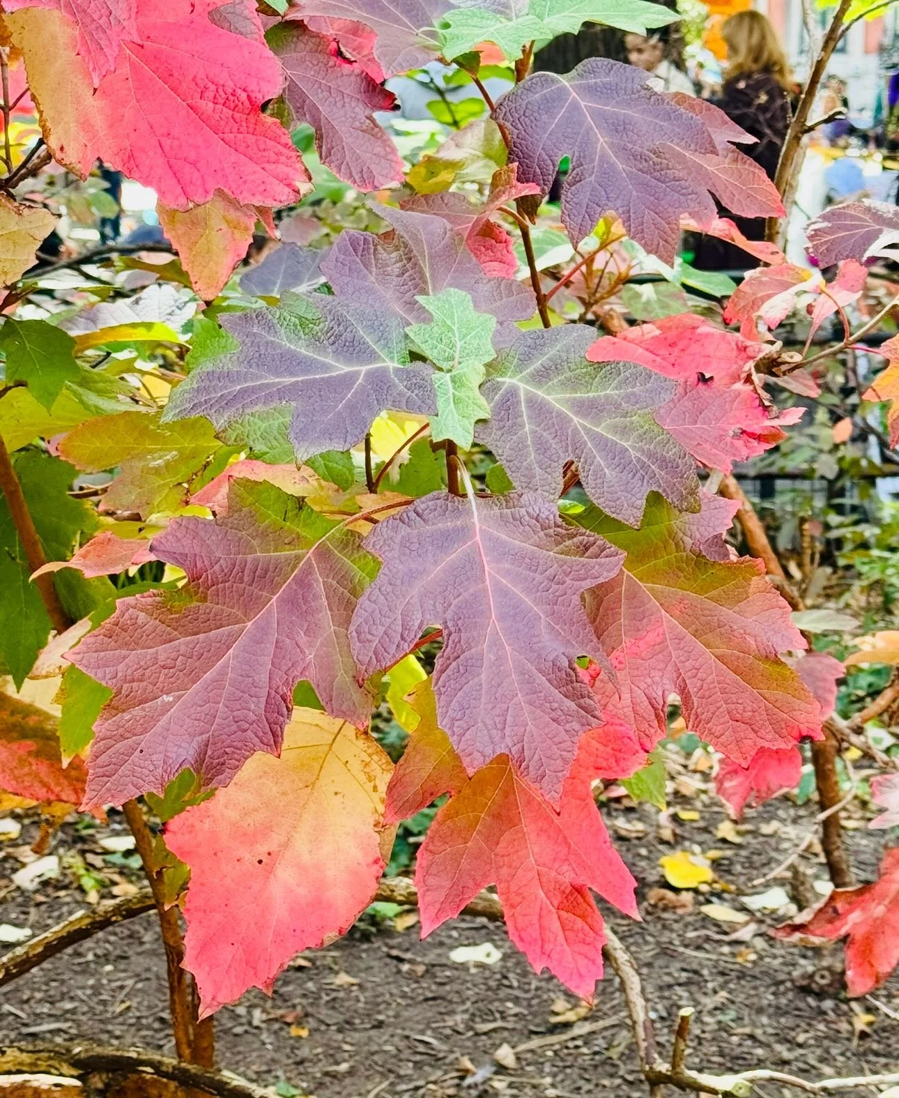 Fall in Stuyvesant Square park 🍂🍁