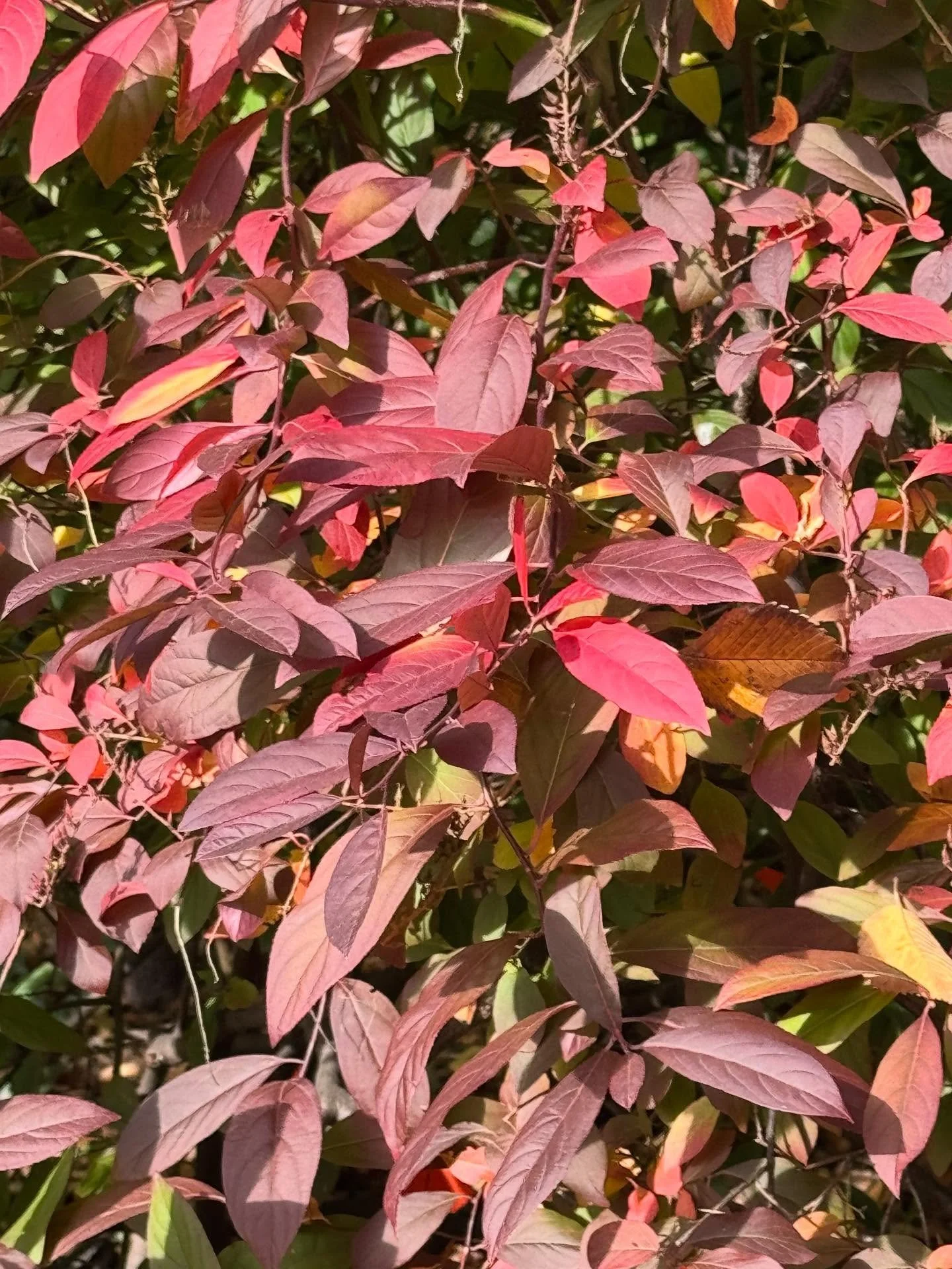 More of autumn in New York 🍁🍂