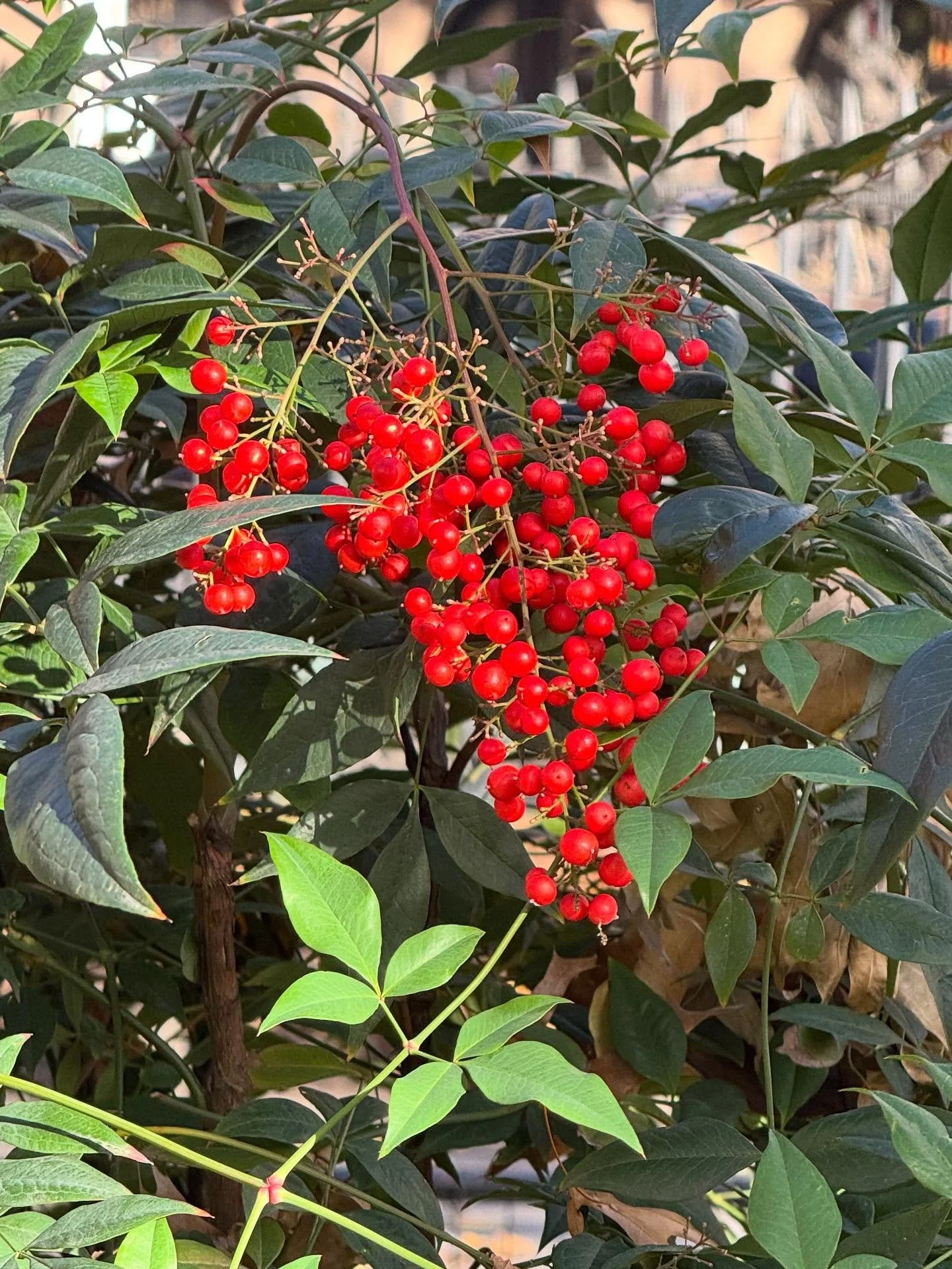 Seasonal blooms and foliage warming our hearts in the park these days. @spna_nyc thanks parks workers and volunteers for their dedication and countless hours to help the park thrive. #grateful