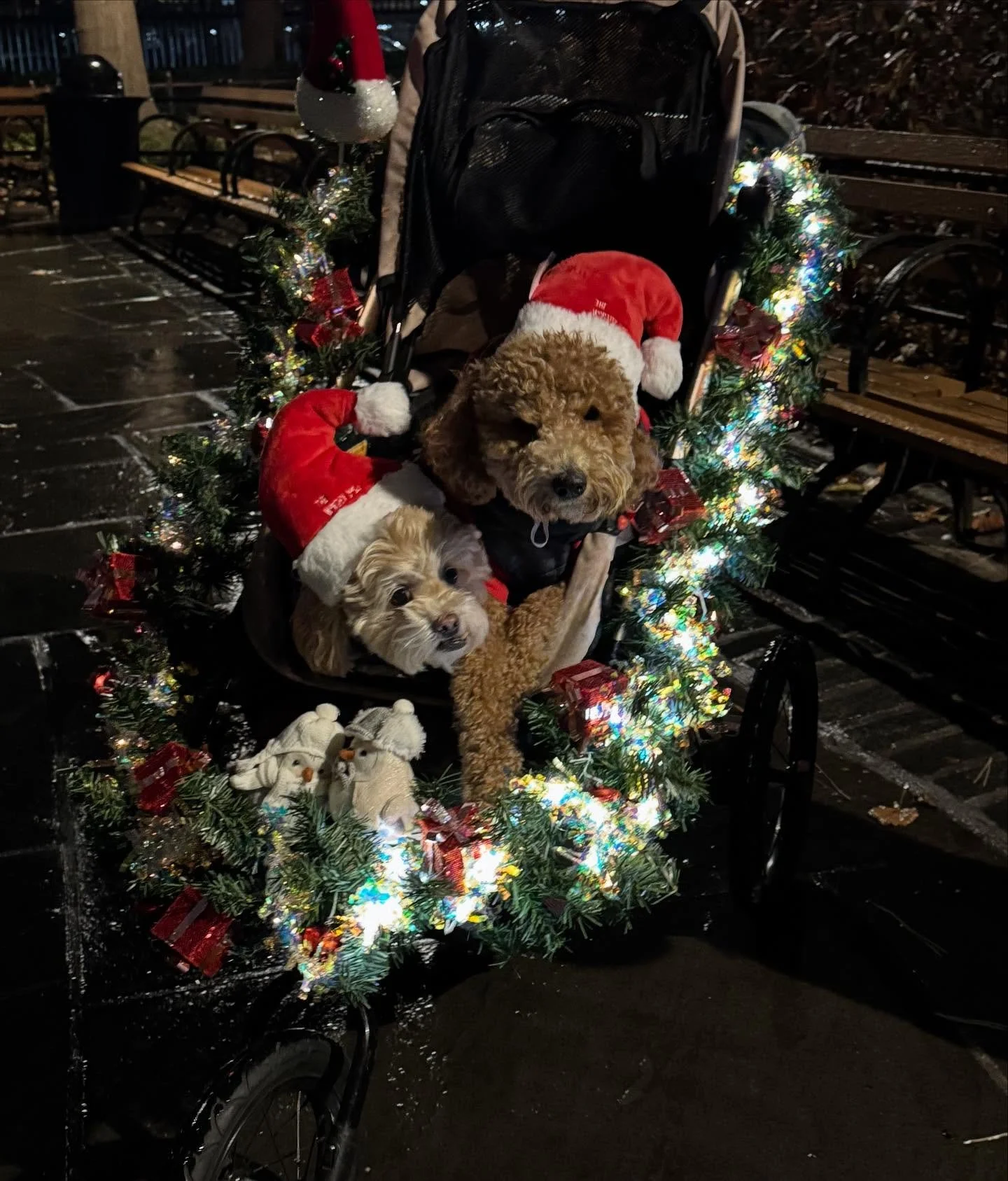 SPNA sends warm thanks to all who attended and volunteered to make last nights tree lighting a special gathering of community. We braved the rain and cold to join in song and celebrate the spirit of the season.

Special thanks to @nycparks for settin