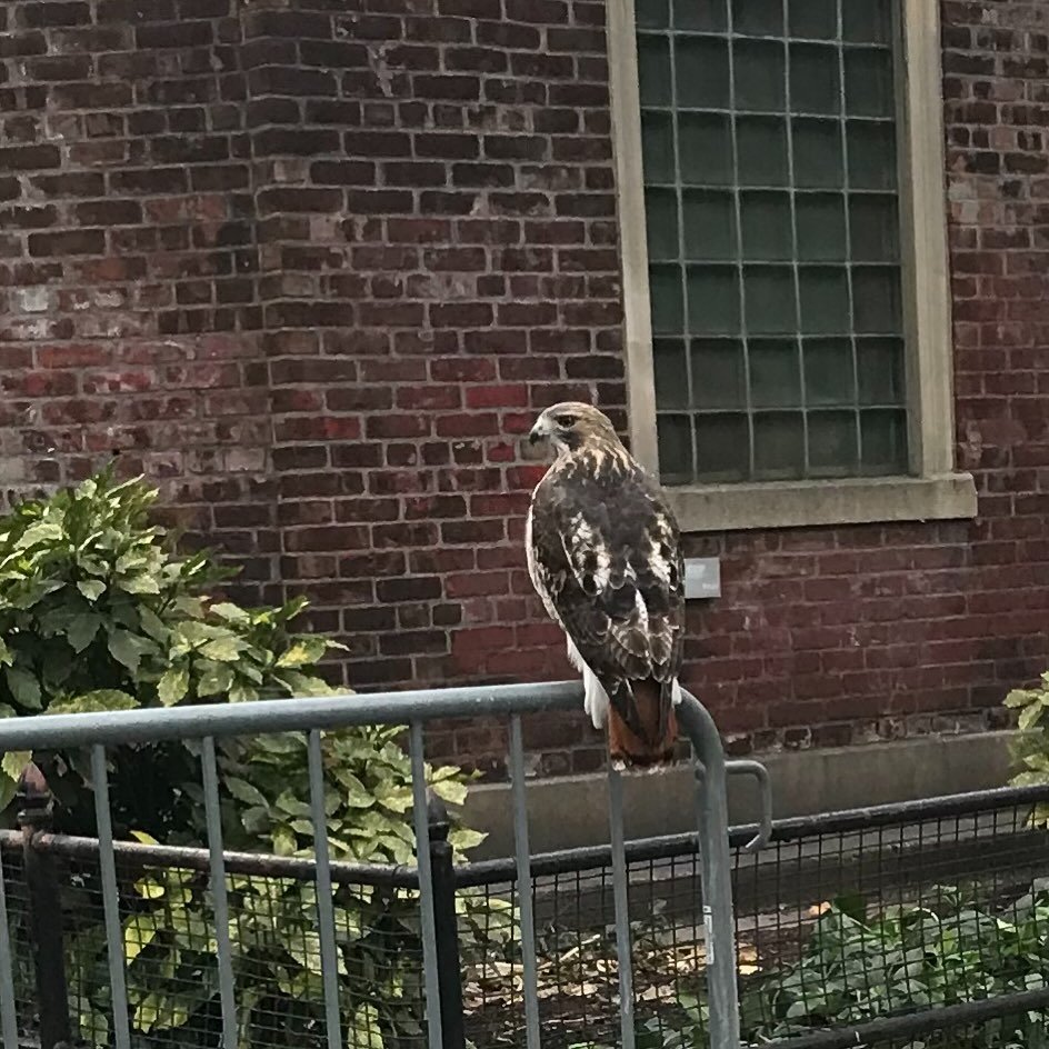 The East park house area had a special visitor yesterday. #redtailhawk 

Photo taken by  Phyllis Mangels