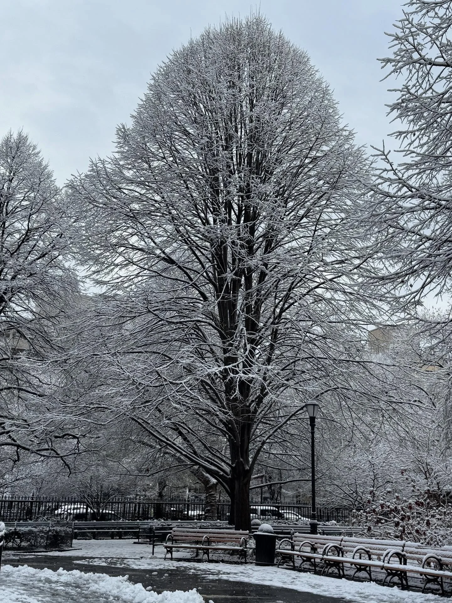 Snow day in the park❄️❄️❄️

Share your pics with us and tag @spna_nyc