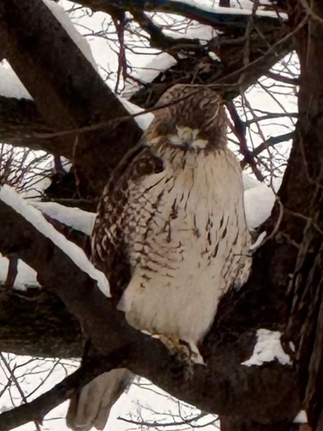 Hawk shots in the park
 Photo by neighbor Vicky Roberts( flying)  and Linda Cheney (stationary)