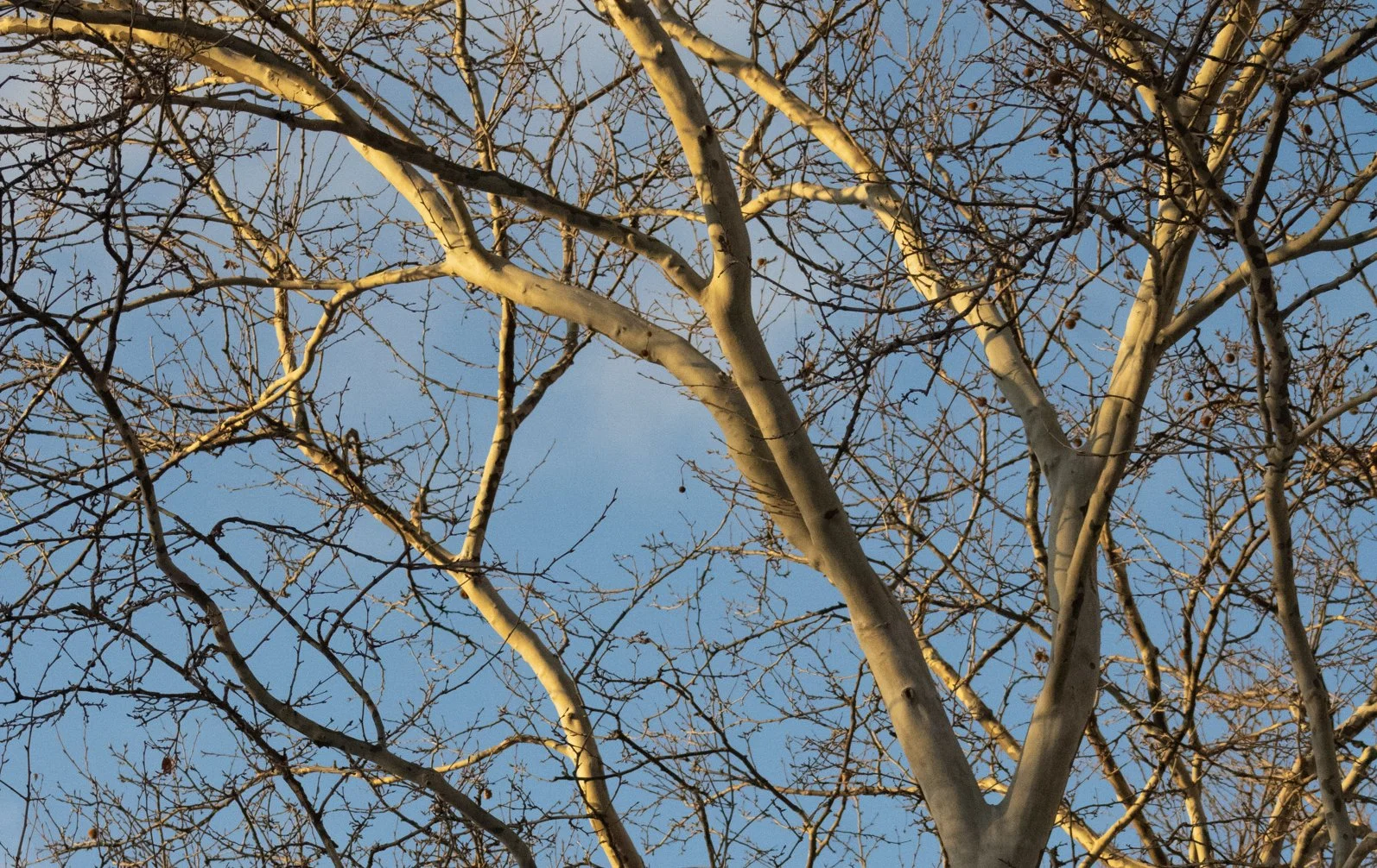 What Is Winter Light Therapy—and Why Is Stuyvesant Square the Perfect Place for It?