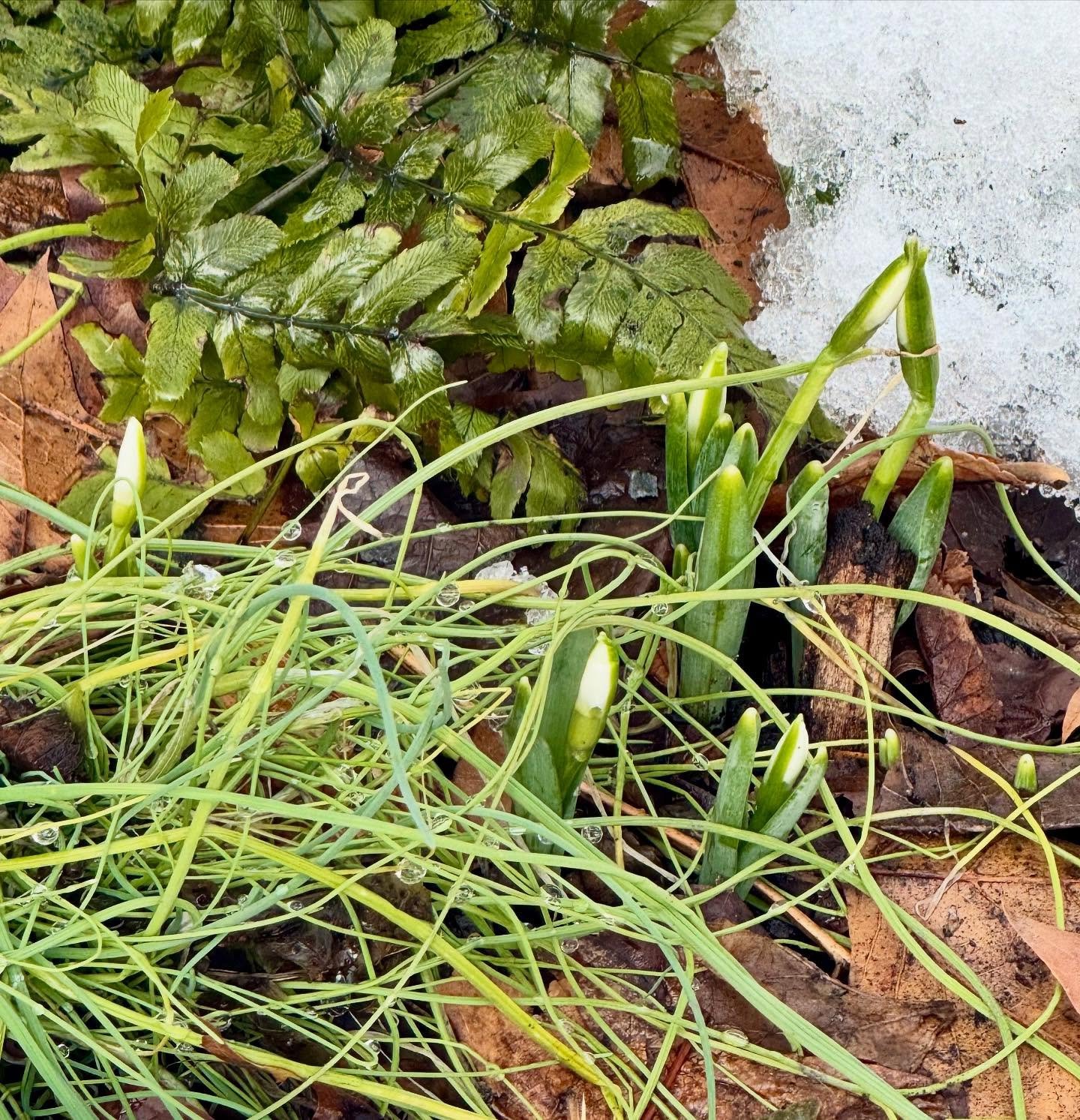 Snowdrops breaking through as it warms up in the park.

Snowdrops (Galanthus) are small, hardy, bulbous perennials known for their delicate, white, bell-shaped flowers that often emerge through snow in late winter to early spring, making them a class