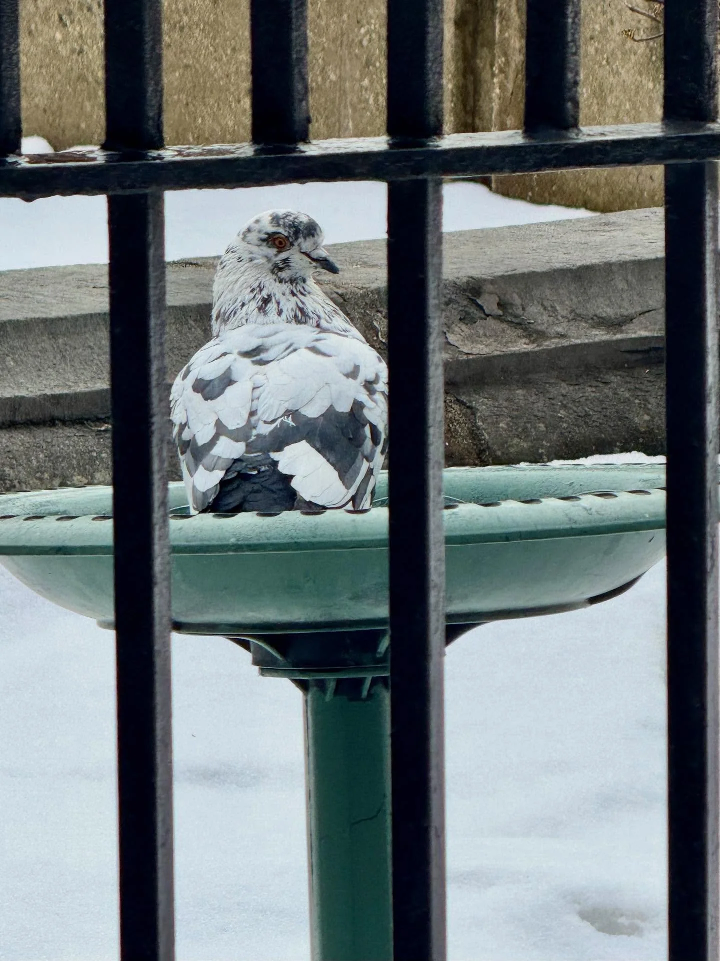 Pigeon posing in the birdbath in the West park fountain 🐦🛁