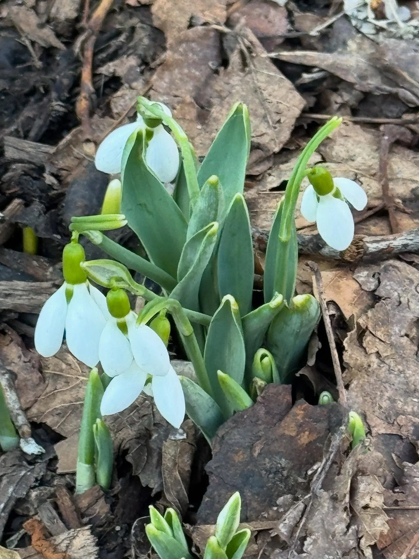 Snowdrop flowers out in full force after the big snow on Monday! #snowdrops #spna_nyc #winterflowers #nycparks