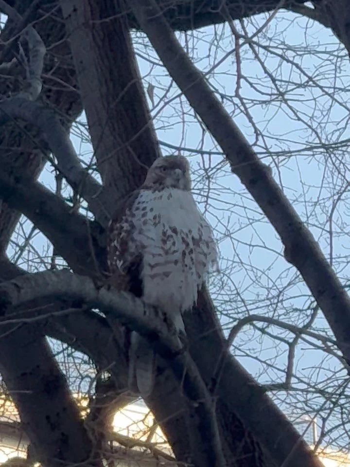 Coopers Hawk surveying the park&hellip; perhaps for dinner?