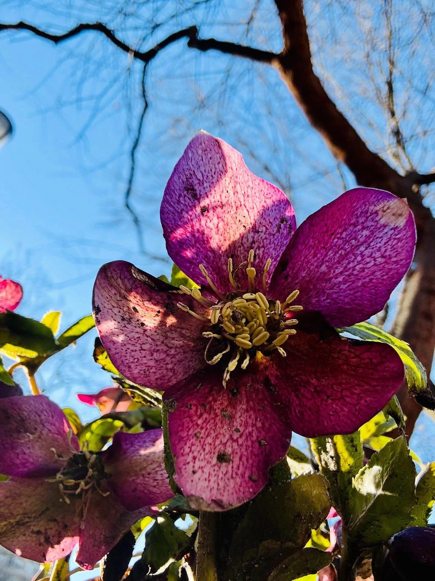 Spring is in the air! 

A welcome sight to see 
Snowdrops
Hellebore or Lenten Roses 
and
Crocus sprouting 

Hope you get to spend some time in the park today 🪴🌳🌸☀️