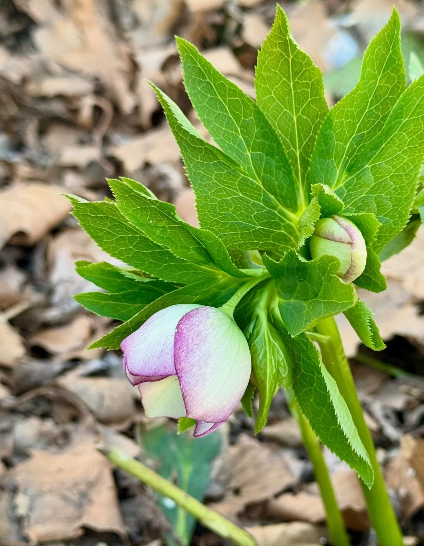 More crocus and hellebore 🌸
Bring on Spring!