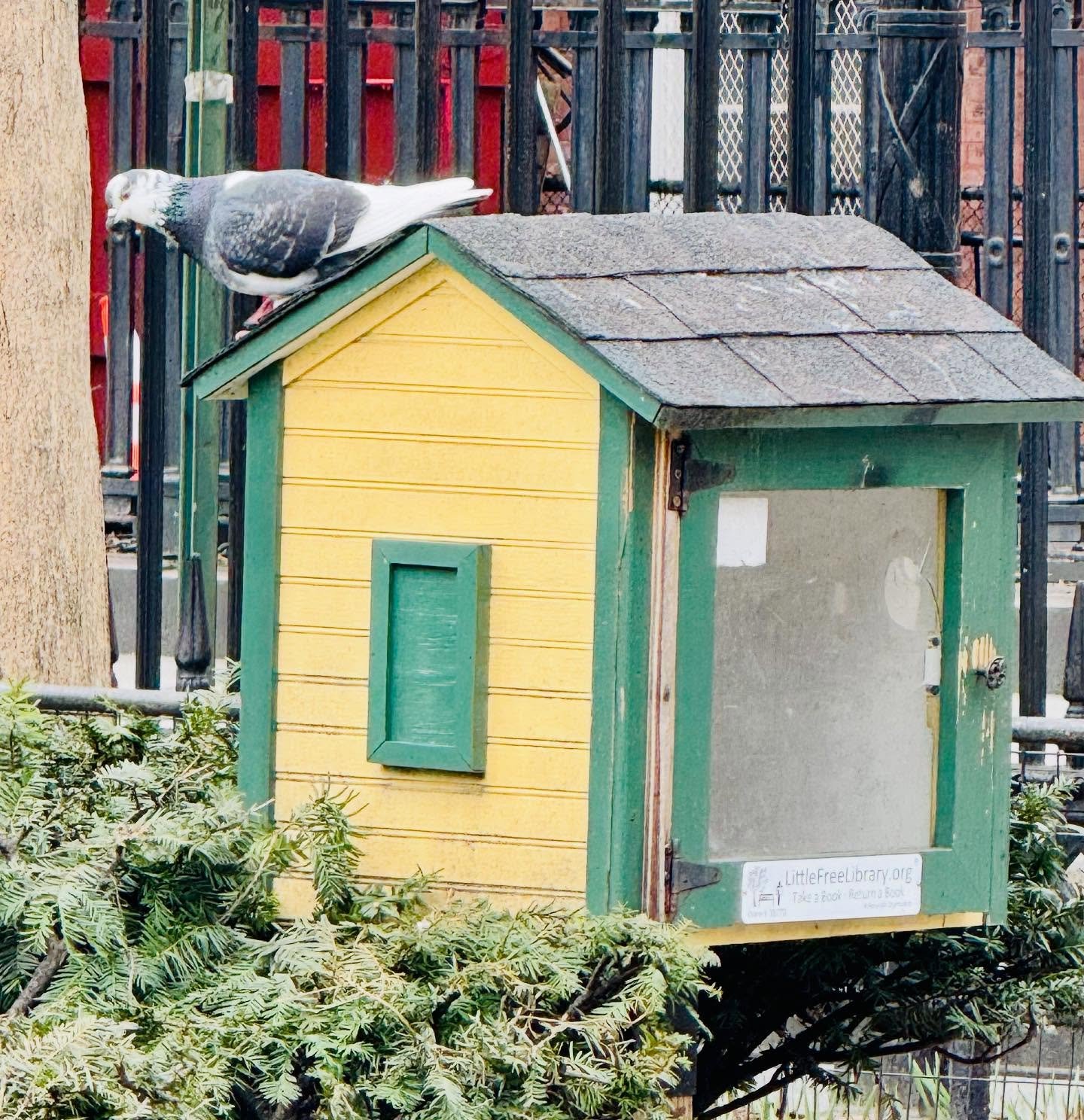 Smart flyer hovering above our little free library in Stuyvesant Square Park 🦅📚