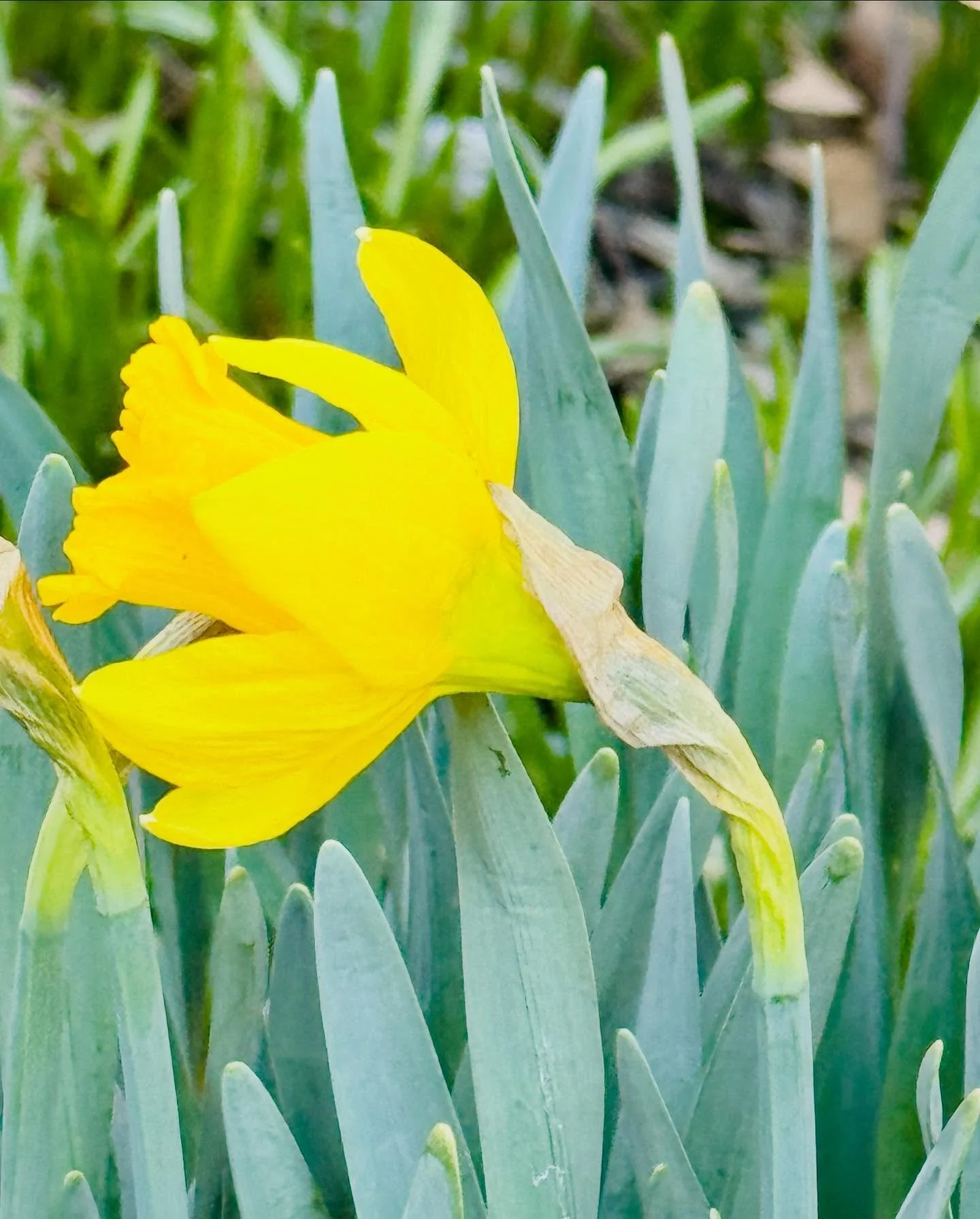 Behold! Our first daffodils of the season found in the East park!  @spna_nyc