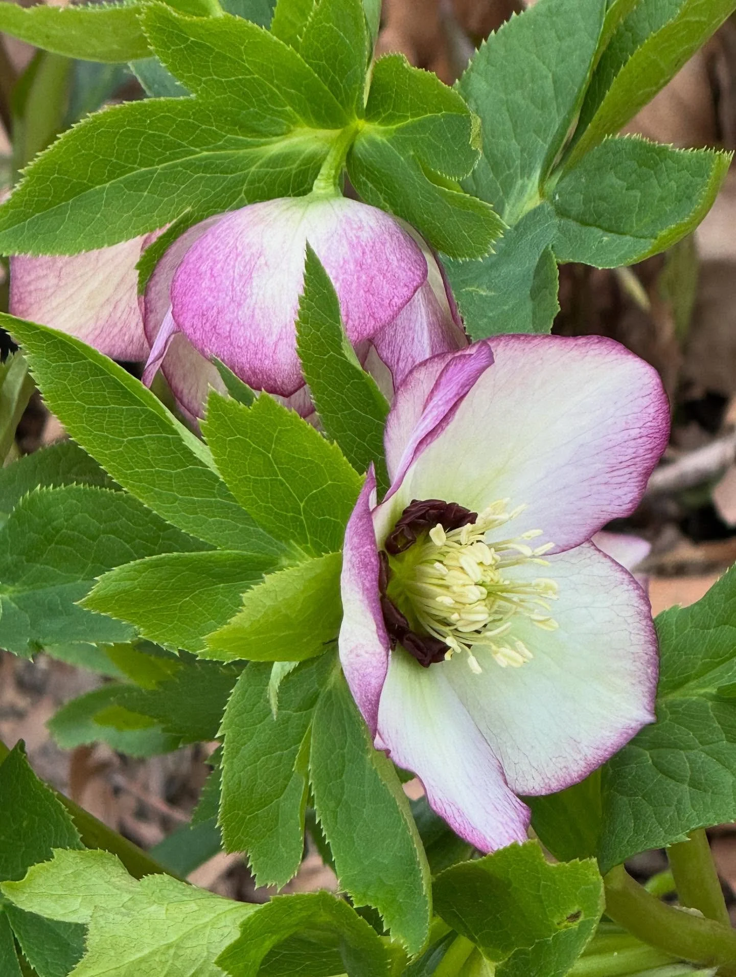 Spring is in the air 🌷