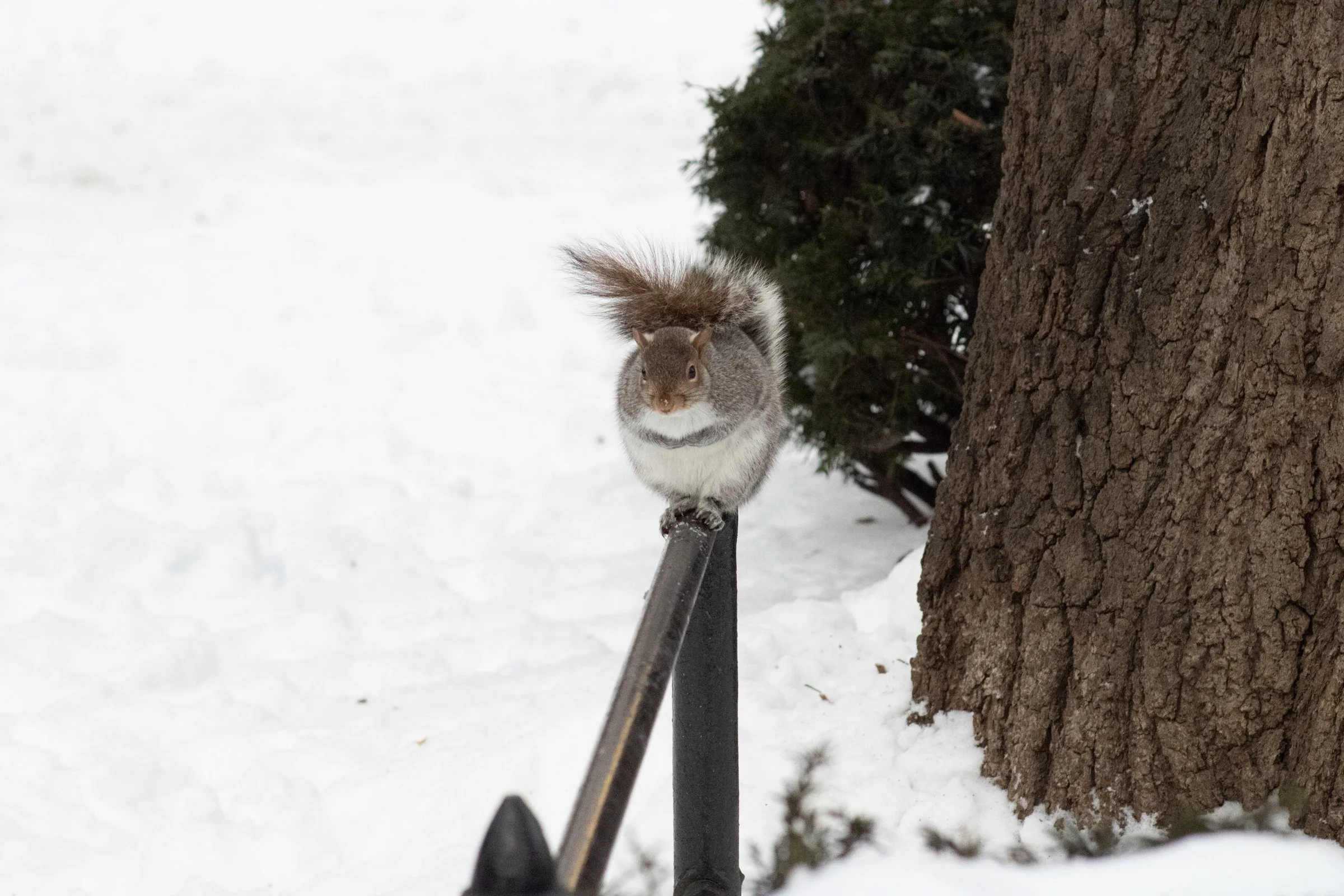 A New Vision for Nature in New York City