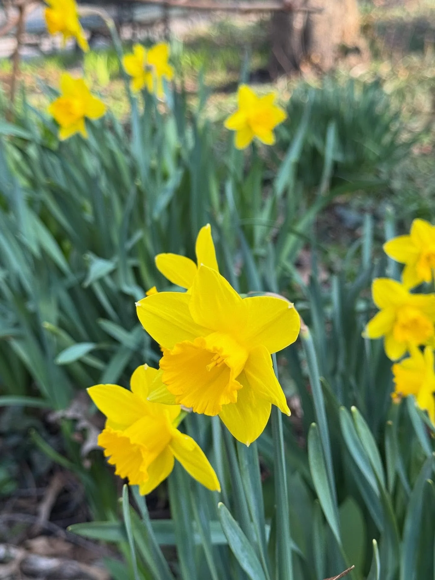 Spring flowers awakening &hellip;.