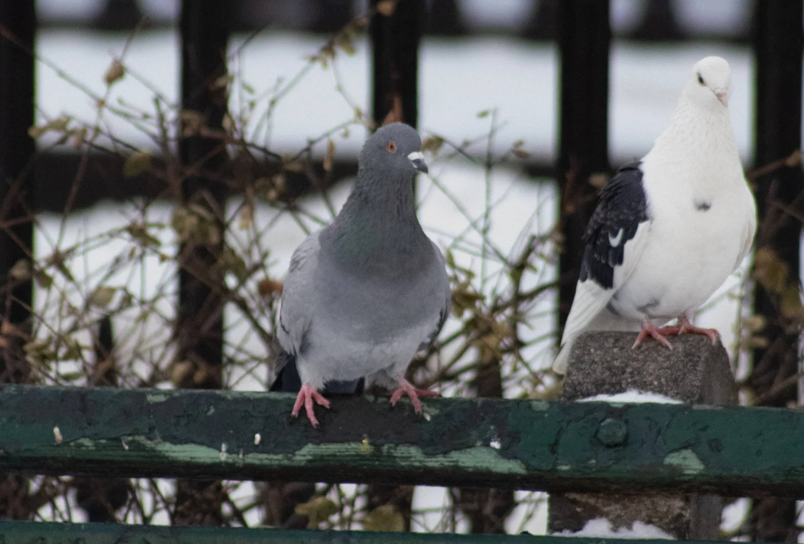 CANCELED: Pigeon Rescue Workshop