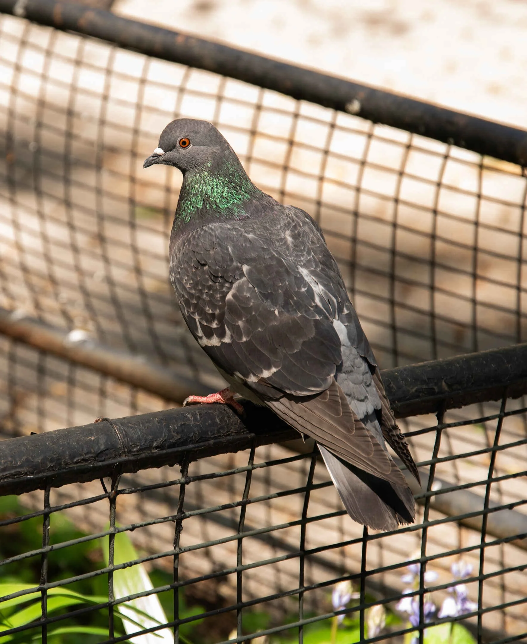 Creatures of New York: Portraying Pigeons