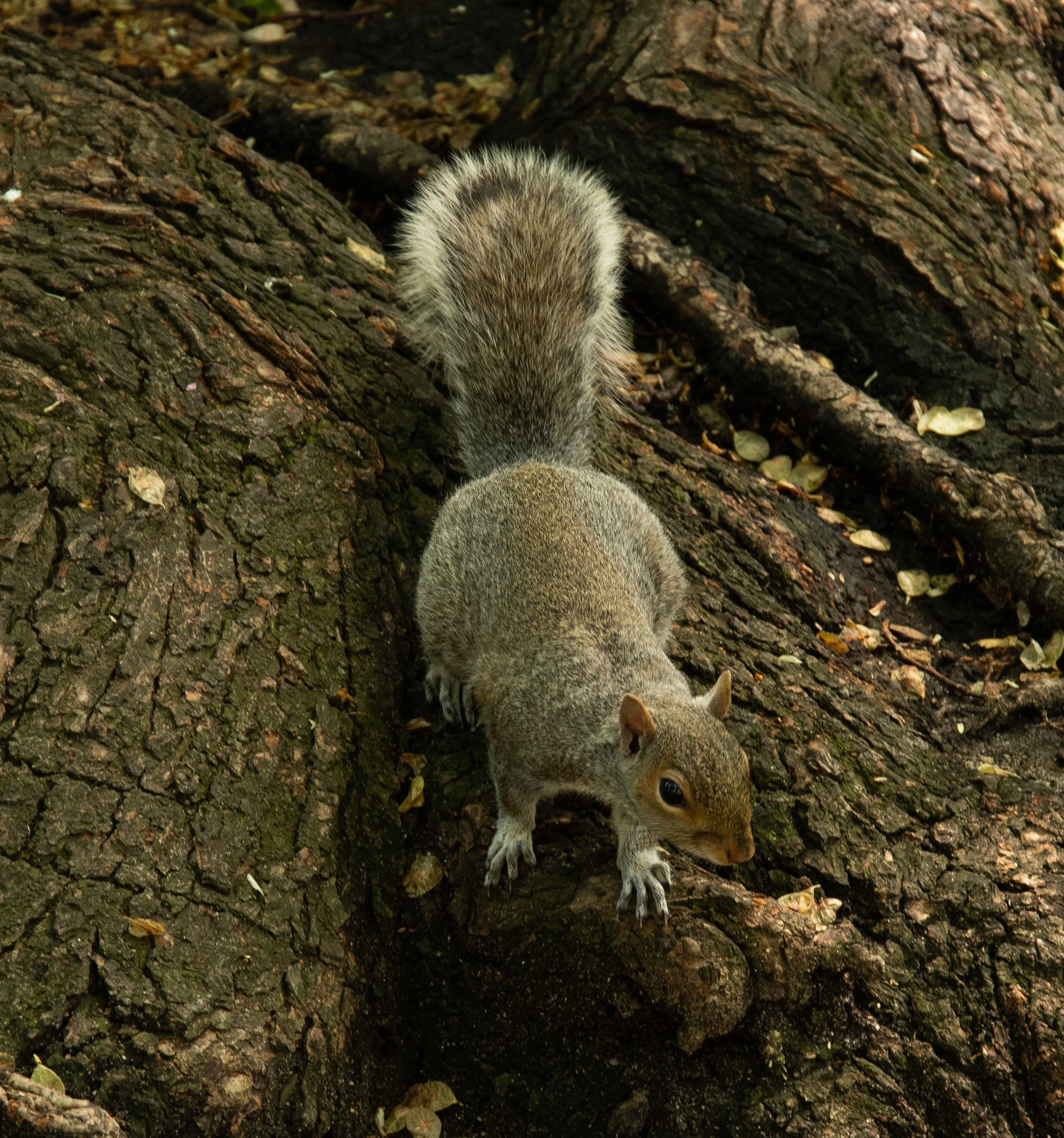 PuppetWS-2 20260426 Squirrel by Angelyne Love.jpg