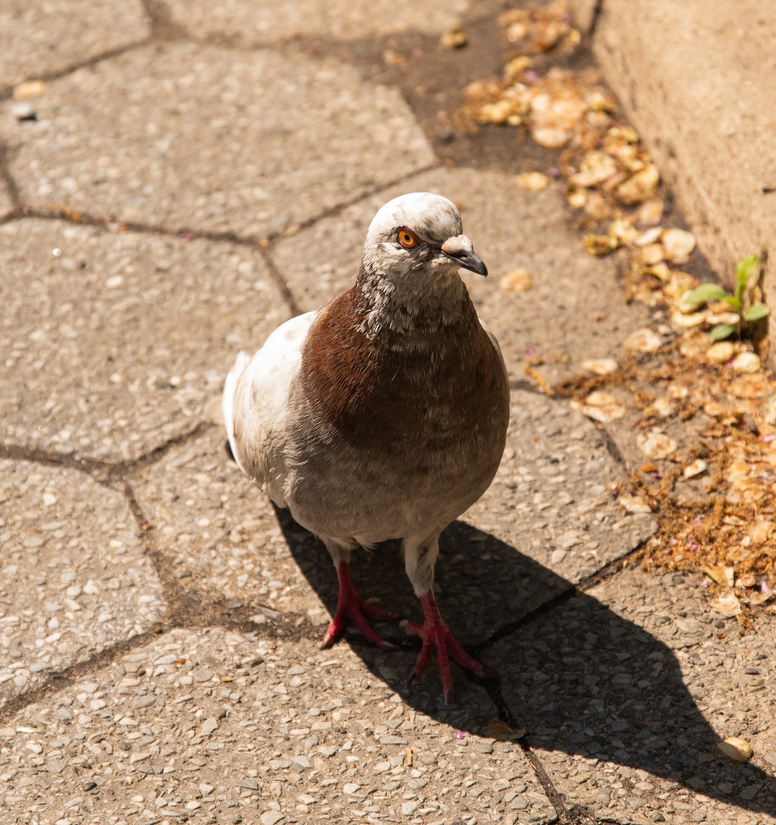 PuppetWS-6 20260426 Pigeon by Angelyne Love.jpg