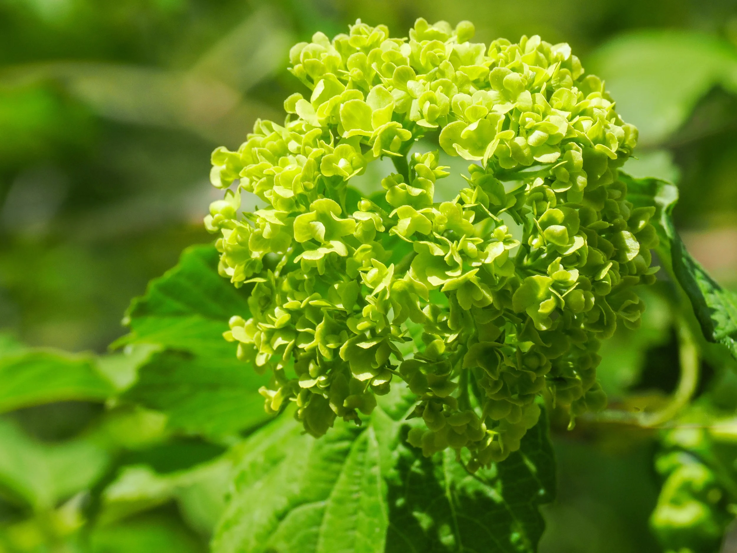 Snowball Viburnum (Viburnum opulus 'Roseum')