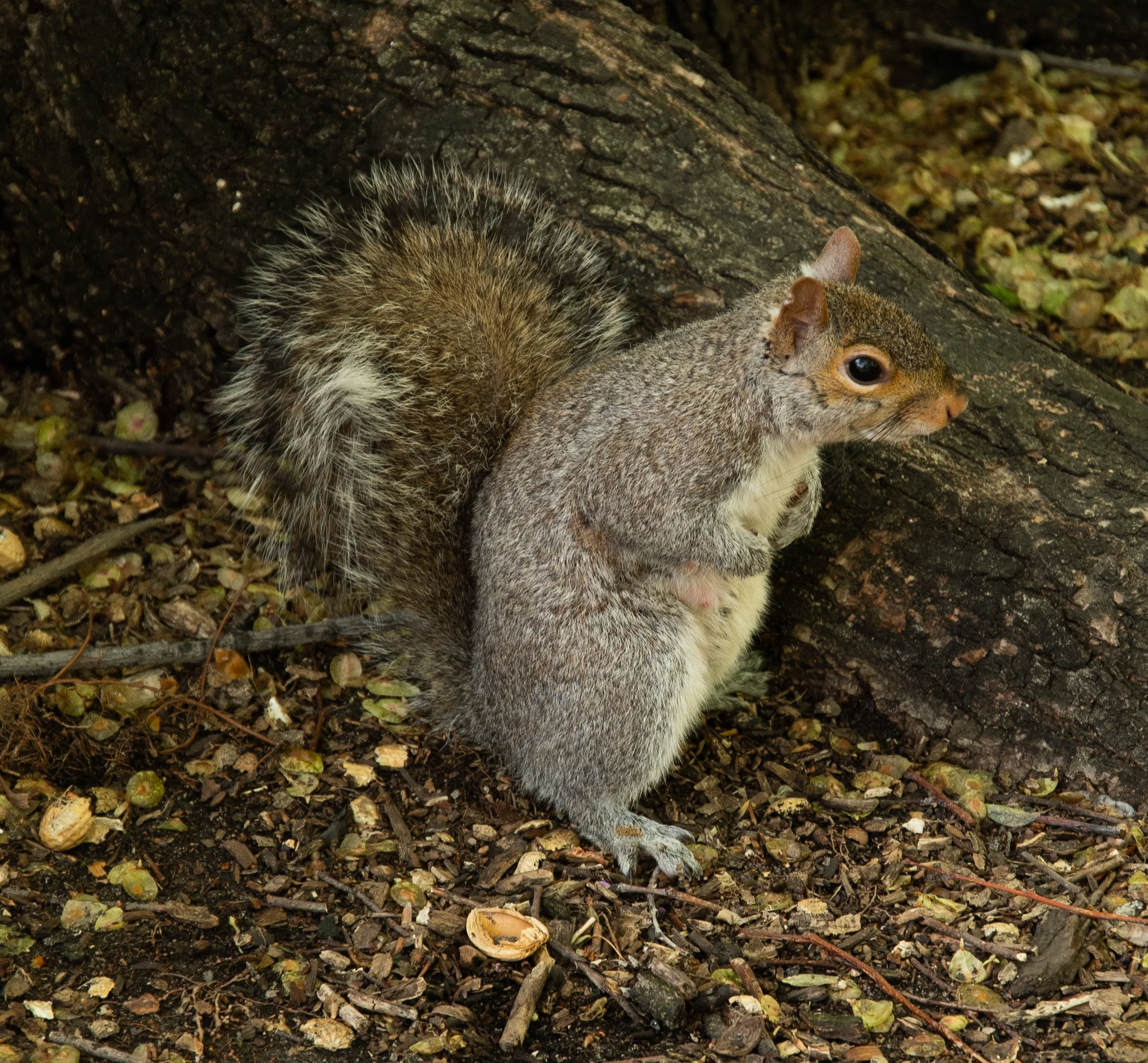 PuppetWS-10 20260426 Squirrel by Angelyne Love.jpg
